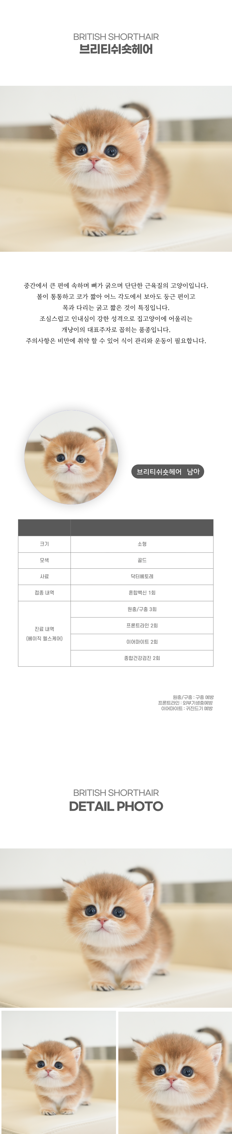 브리티쉬숏헤어_상세이미지_2